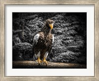 Steller Eagle V Fine Art Print