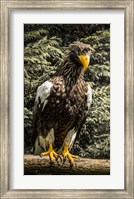 Steller Eagle VI crop Fine Art Print