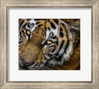 Tiger Close Up Fine Art Print