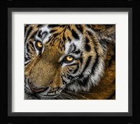 Tiger Close Up Fine Art Print