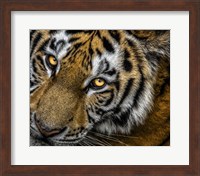 Tiger Close Up Fine Art Print