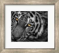 Tiger Close Up Black & White Fine Art Print