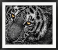 Tiger Close Up Black & White Fine Art Print