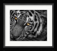 Tiger Close Up Black & White Fine Art Print