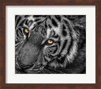 Tiger Close Up Black & White Fine Art Print