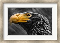 Steller Sea Eagle Black & White Fine Art Print