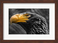 Steller Sea Eagle Black & White Fine Art Print