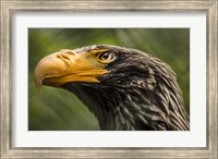 Steller Sea Eagle Fine Art Print