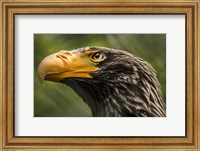 Steller Sea Eagle Fine Art Print