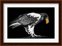 Steller Sea Eagle II Black & White Fine Art Print