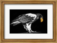 Steller Sea Eagle II Black & White Fine Art Print