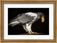 Steller Sea Eagle II Fine Art Print