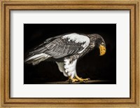 Steller Sea Eagle II Fine Art Print