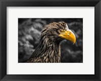 Steller Sea Eagle III Black Fine Art Print