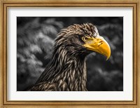 Steller Sea Eagle III Black Fine Art Print