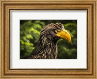 Steller Sea Eagle III Fine Art Print
