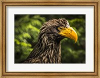 Steller Sea Eagle III Fine Art Print
