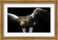 Steller Sea Eagle Wings Fine Art Print