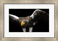 Steller Sea Eagle Wings Fine Art Print