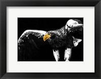 Steller Sea Eagle Wings II Fine Art Print