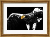 Steller Sea Eagle Wings II Fine Art Print