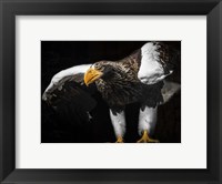Steller Sea Eagle Wings III Fine Art Print