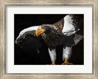 Steller Sea Eagle Wings III Fine Art Print