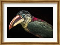 Toucan III Fine Art Print