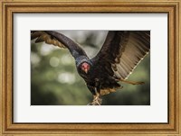 Vulture Fine Art Print
