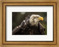 Sea Eagle Fine Art Print