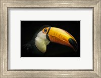 Toucan IV Fine Art Print