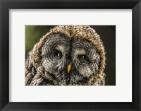 Lapland Owl Fine Art Print
