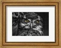 Little Owl Black & White Fine Art Print