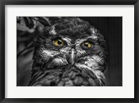 Little Owl Black & White Fine Art Print