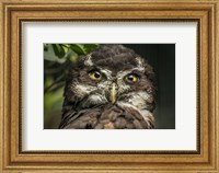 Little Owl Fine Art Print
