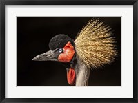 Crowned Crane Close Up Fine Art Print