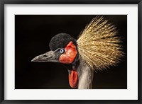 Crowned Crane Close Up Fine Art Print