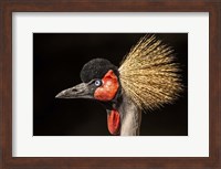 Crowned Crane Close Up Fine Art Print