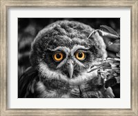 Young Owl Black & White Fine Art Print