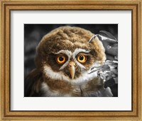 Young Owl Fine Art Print