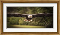 Sea Eagle Flight II Fine Art Print