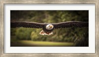 Sea Eagle Flight II Fine Art Print