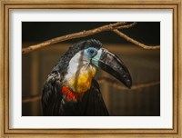 Toucan VI Fine Art Print
