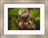 Grey Kite Fine Art Print