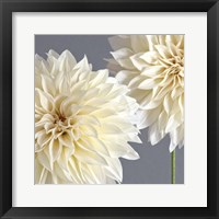 2 Cream Dahlias on Gray Fine Art Print