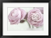 2 Pink Rannunculus Fine Art Print