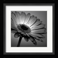 BW Gerbera 1 Framed Print