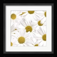 Collection of Daisies Fine Art Print