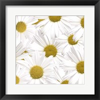 Collection of Daisies Fine Art Print