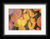 Fall Leaves 2 Fine Art Print